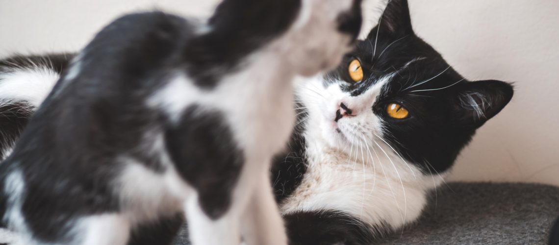 Two funny black and white tuxedo cats are fighting among themselves